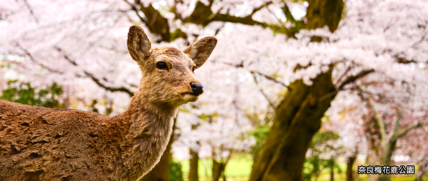 奈良梅花鹿公園